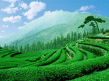1000g Kunming Crested Early Spring Honey Rhyme Gold Screw Red Dianhong Tea Food