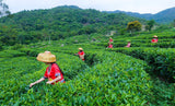 Top Grade Refreshing Edible Green Food Herbal Peppermint Leaf Tea Mentha Leave
