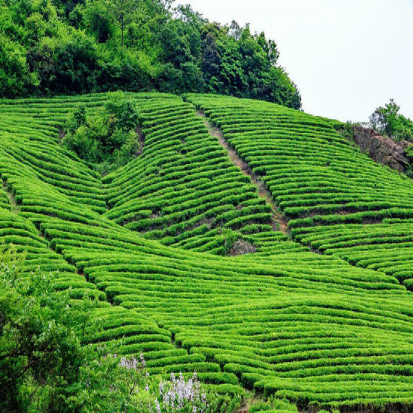 Fresh Top Fragance Chinese Tea High Quality Early Spring Green Jasmine Tea 50g