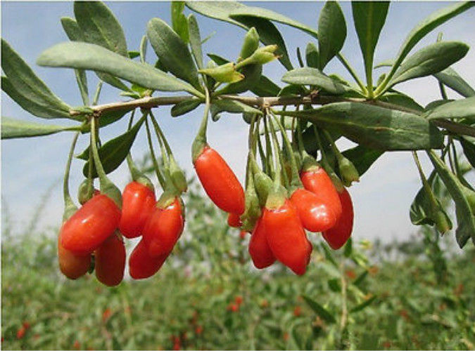 250g New Dried Goji Berries Nespera Wolfberry Chinese Organic Gouqi Herbal Tea Main image