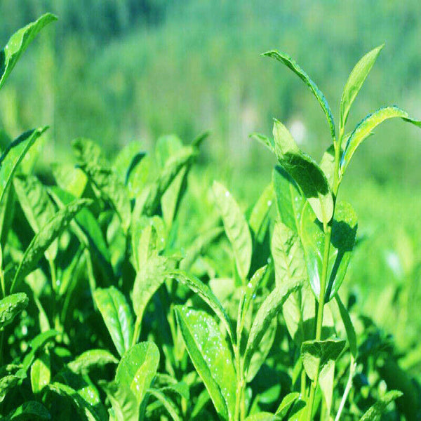 Fresh Top Fragance Chinese Tea High Quality Early Spring Green Jasmine Tea 50g
