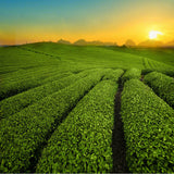 Fruit Tea Lan Xiangzi Basil Seeds Herbal Tea Stomach Strengthening Reduce Weight