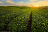 Green Food Bitter Buckwheat Black Bitter Xichang Sichuan Whole Germ Herbal Tea
