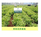 Fresh Top Fragance Chinese Tea High Quality Early Spring Green Jasmine Tea 50g