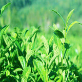 Top Grade Mountain Pink Tea Shizhu Tea Herbal Tea Chinese Wild Tea Green Food