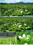 Organic Flower Tea Chinese Jasmine Tea250gFreshest Organic Food China Green Tea
