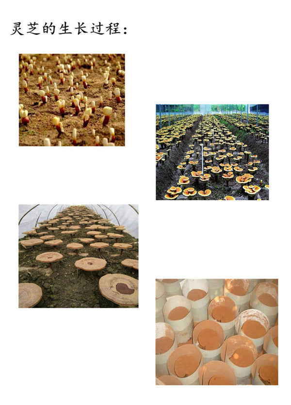TemuTea 500g Chinese Ganoderma Lucidum Lingzhi Tea Wild Reishi Spore Powder Herbal Tea