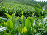 Organic Black Tea Specialty Tea Chinese Super Grade Lapsang Souchong 20 Bags