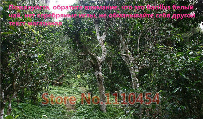 TemuTea 100g China Specials Organic Loose White Tea Pu Er Buds Wild Pu'er Tea Puerh Raw