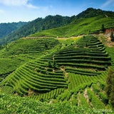 Wild Chrysanthemum Tea Reduce Internal Heat Scented Tea Herbal Tea Loose Leaives
