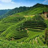 Traditional Herbal Tea Organic Black Tea Improving Acuity of Vision Healthy Food