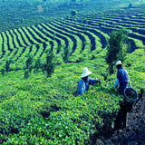 Organic Ball-shaped Aged Shou Mei Longevity Eyebrow Handmade White Tea Black Tea