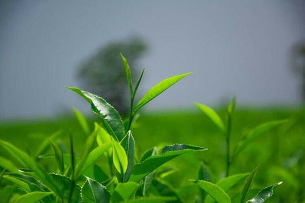 Shirley Wild Flower Tea Nature Scented Tea FOR BEAUTY Tibet Green Radish Tea 50g