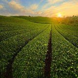 Premium Brown Rice Green Tea Genmaicha Sencha with The Rice High Quality 100g