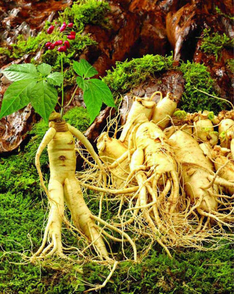 Famous Taiwan Ginseng Tea Oolong Tea China Slimming Ginseng Tieguanyin Tea 250g