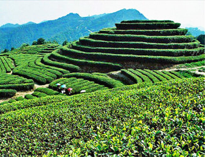 TemuTea 250g Oolong Da Hong Pao Tea Wu Long Wulong Dahongpao Black Tea Big Red Robe Tea
