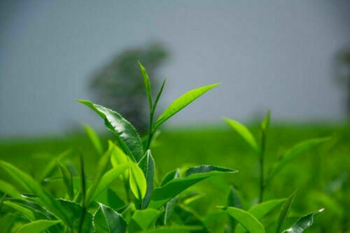 Tie Guan Yin Tea Oolong Tea Fujian An Xi TieGuanYin Oolong Tea Green Tea