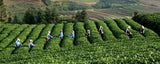 1000g Yunnan Pu-erh Tea Gift Craft Pu Er Tea Gourd Decoration Puer Raw Gift Tea