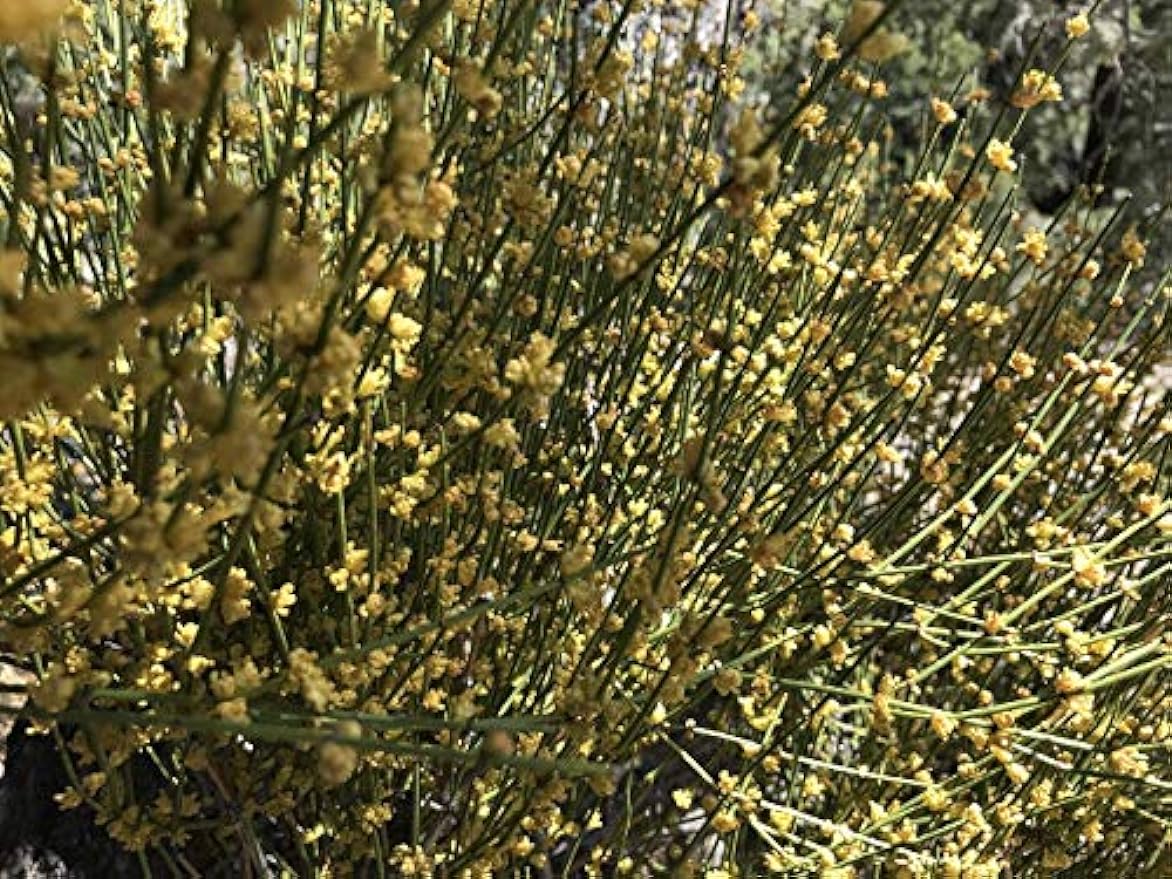 Mormon Tea - Brigham Tea - Ephedra Tea - SUBALPINE | USA WILDCRAFTED 8.8oz Dried Secondary image