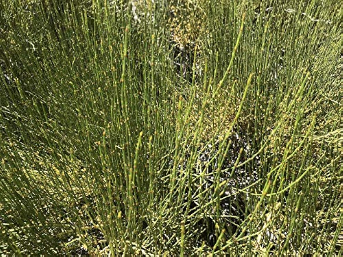 Mormon Tea - Brigham Tea - Ephedra Tea - SUBALPINE | USA WILDCRAFTED 8.8oz Dried Main image