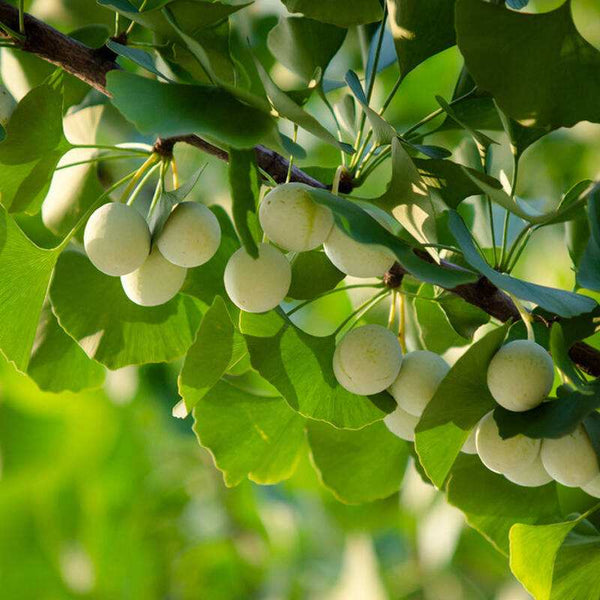 100g-500g Shu GinKgo Biloba , Ripe ginkgo, dried Ginkgo Biloba Silver Apricot Nut Chinese Organic Food Health Food