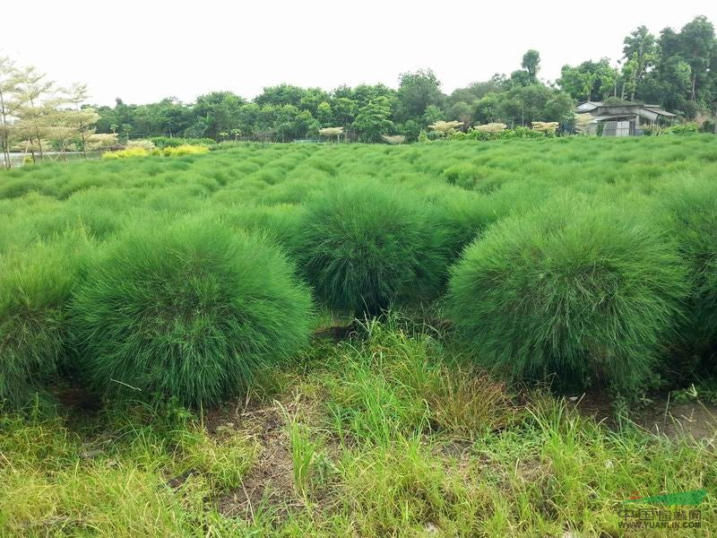 50~1500g Mahuang Natural Ephedra Sinica Tea Mo huang Herbal Tea Green Tea Natural Ma Huang Muhuang Tea Health Care BlackTea