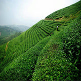 357g HighMountain Wild Rhyme Sheng Pu-erh Tea Raw Tea Ancient Tree Tea Green Tea