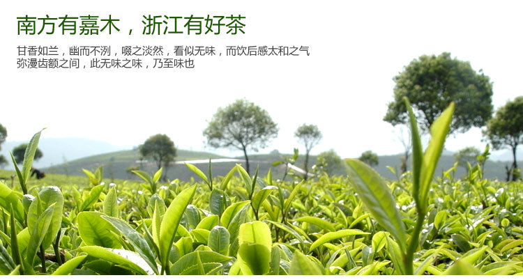 TemuTea Chinese Tea Longjing Tea Spring Green Tea West lake Longjing Tea 50g Long Jing tea