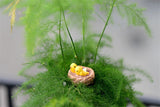 XBJ086 Mini 4pcs Oriole bird Bottle decoration supplies moss micro landscape deco  Garden deco Creative handicrafts