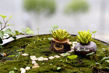 XBJ059 Craft Mini Simulation Resin Succulents Models Garden Miniatures Potted Plants Ornament Home Decor