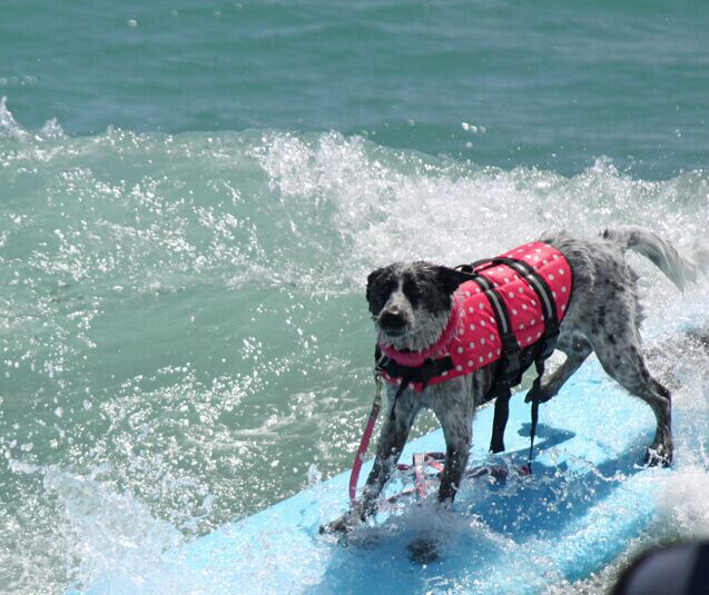 Oxford Breathable Mesh Pet Dog Life Jacket Summer large Dog Swimwear Puppy Life Vest Safety Clothes For Dogs XXS~ XL~ XXL