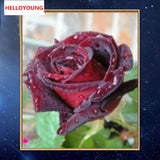DIY Partial 5D Diamond Embroidery The Rose Round Diamond Painting Cross Stitch Kits Diamond Mosaic Home Decoration
