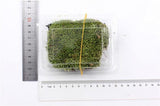 XBJ056 Moss Bottle Micro Landscape Accessories Material Dedicated Ecology Glaucum Home Yard Garden Bonsai Decoration