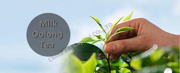 TemuTea 100g (0.22lb) Milk Oolong Tea Green Tea Organic Taiwan High Mountains Jin Xuan Milk Tea