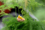 XBJ086 Mini 4pcs Oriole bird Bottle decoration supplies moss micro landscape deco  Garden deco Creative handicrafts