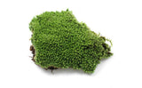 XBJ056 Moss Bottle Micro Landscape Accessories Material Dedicated Ecology Glaucum Home Yard Garden Bonsai Decoration