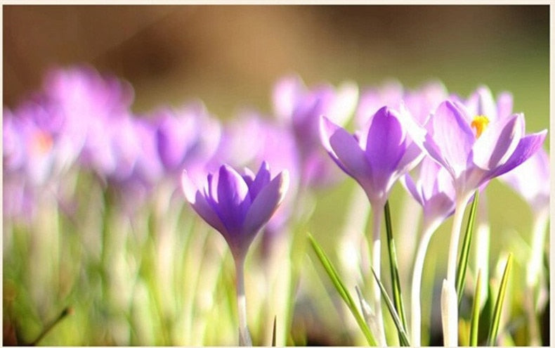 Made in China Top Grade Saffron Crocus Stigma Croci Flower tea 1g to Raise Tonic