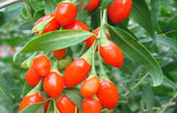 250g New Dried Goji Berries Nespera Wolfberry Chinese Organic Gouqi Herbal Tea