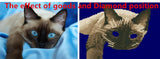 DIY 5D Partial Diamond Embroidery The cat Round Diamond Painting Cross Stitch Kits Diamond Mosaic Home Decoration