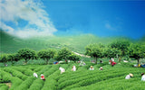Jasmine flowers green tea jasmine flurries chinese tea green jasmine flower 50g