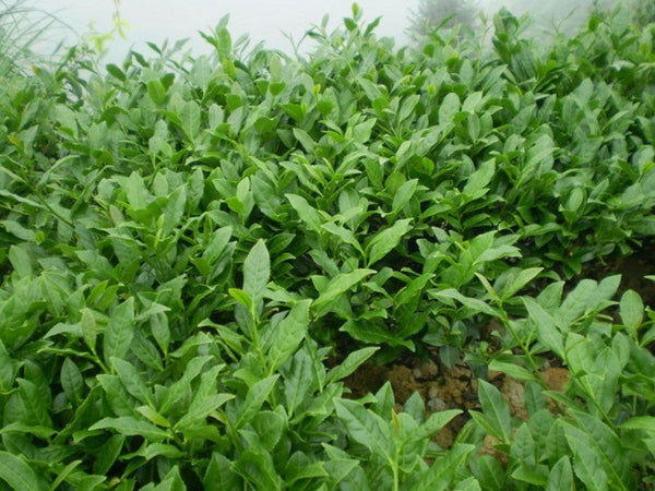 TemuTea 10 Bags Health Care Chinese TiKuanYin Green Tea Weight Loss TieGuanYin Tea  HelloYoung brand
