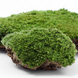 XBJ056 Moss Bottle Micro Landscape Accessories Material Dedicated Ecology Glaucum Home Yard Garden Bonsai Decoration