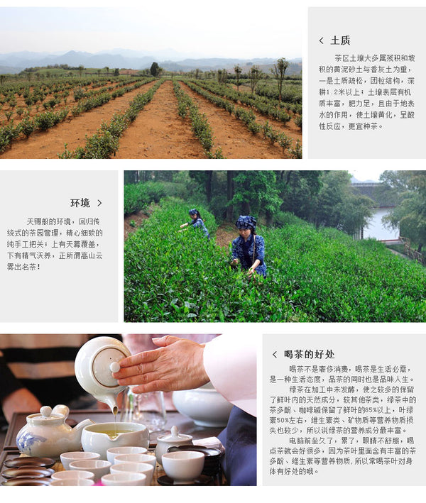 TemuTea Chinese Tea Longjing Tea Spring Green Tea West lake Longjing Tea 50g Long Jing tea