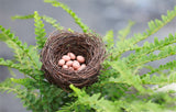 XBJ037 Mini Egg Resin Quail Eggs 12pcs Pigeon Eggs Simulation Mini Bird Egg Dollhouse Moss Micro Landscape Ornaments