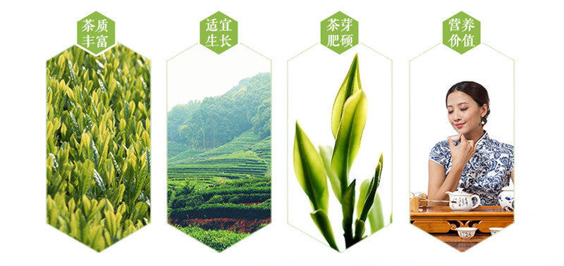 TemuTea 100g Chinese Fuding Silver Needle White Tea Bai Hao Yin Zhen Tea Health Care Tea
