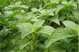 50g Mint Leaves Wild Mint tea Premium Cool Mint Tea Herbal Tea Reduce Liver Fire