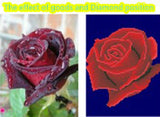 DIY Partial 5D Diamond Embroidery The Rose Round Diamond Painting Cross Stitch Kits Diamond Mosaic Home Decoration
