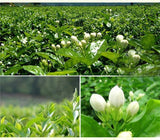 Jasmine flowers green tea jasmine flurries chinese tea green jasmine flower 50g