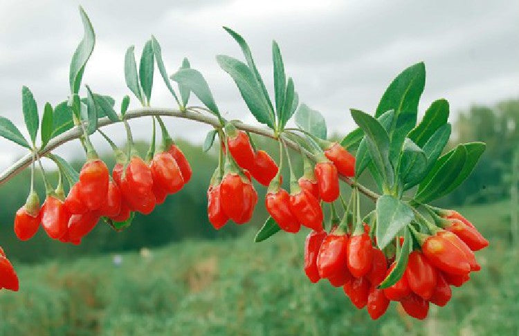 250g New Dried Goji Berries Nespera Wolfberry Chinese Organic Gouqi Herbal Tea