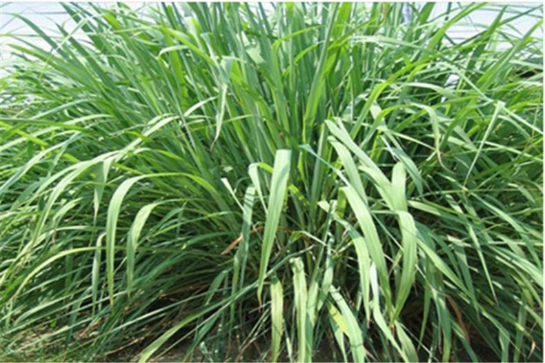 Lemongrass 200g,lemon flavor Herbal Tea,cymbopogon citratus, citronnelle,lemonTe